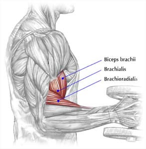 Træn brachialis musklen