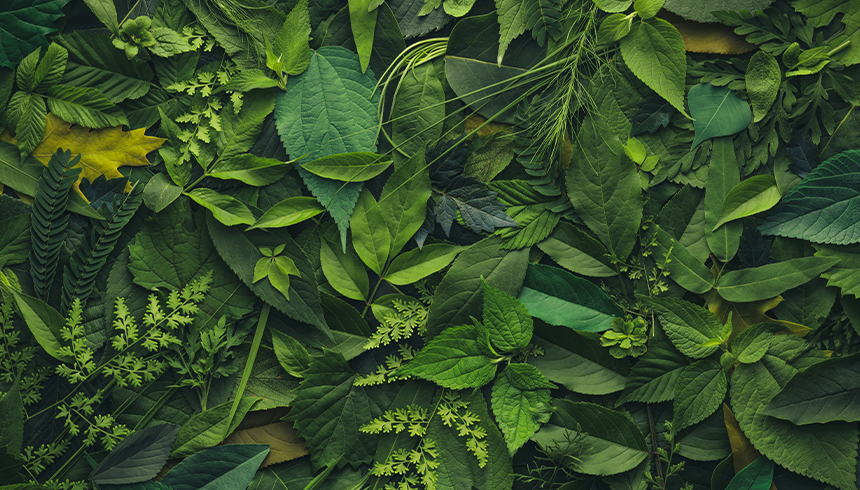 De sunde plantestoffer – og hvorfor du har brug for dem