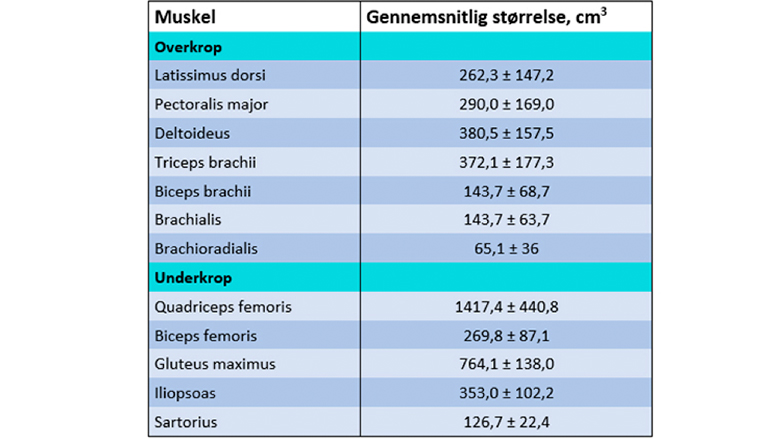 Gennemsnitlig muskelstørrelse