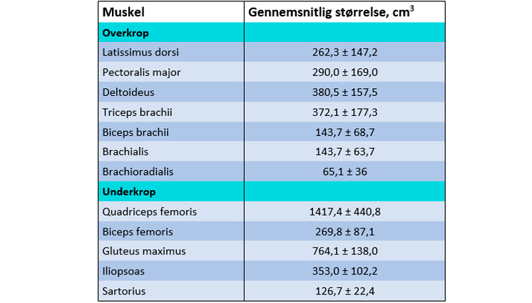 Muskelstørrelse - figur