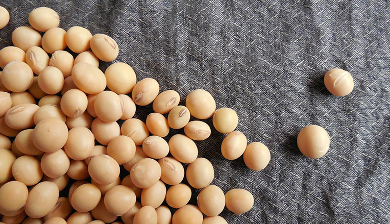 Does soy and whey protein have a negative effect on testosterone levels?
