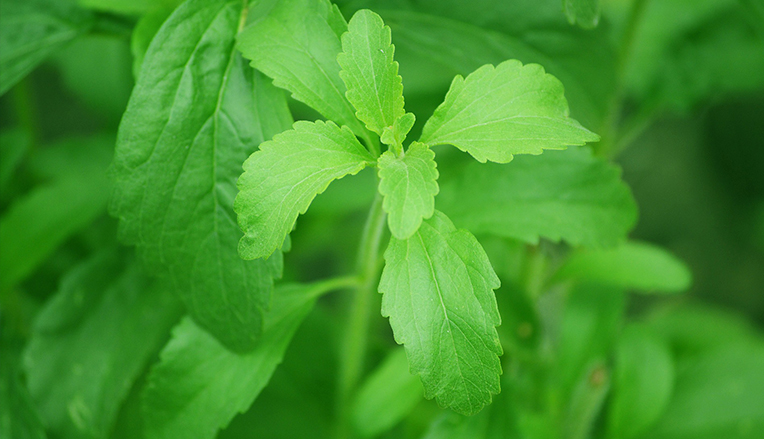 Stevia planten og naturlige giftstoffer