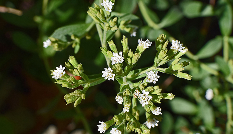 Stevia – indeholder naturlige giftstoffer