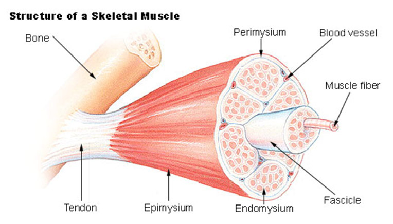 Muskelstruktur
