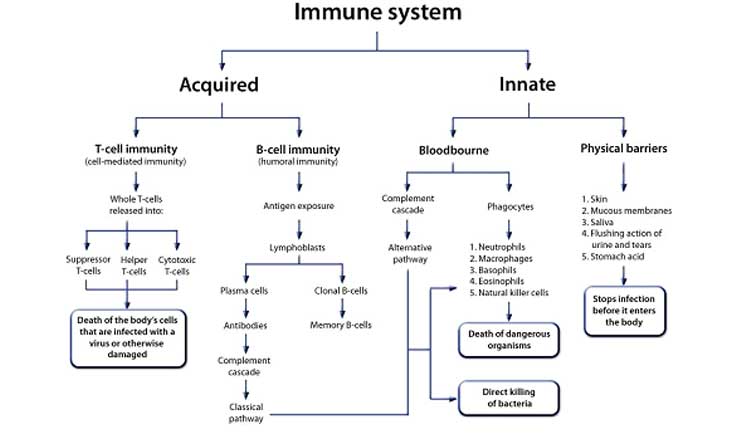Immunsystem figur