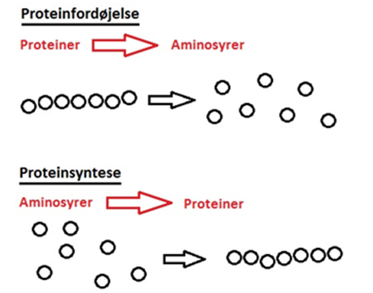 Kostens protein figur 4