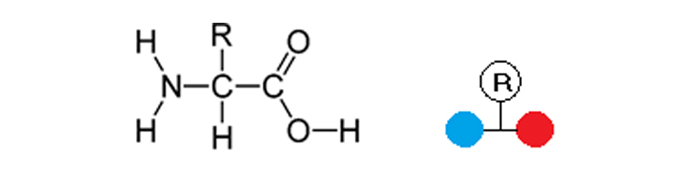 Kemisk formel aminosyrer